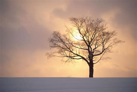 Silhouette Of A Tree At Sunset In Winter In New Brunswick
