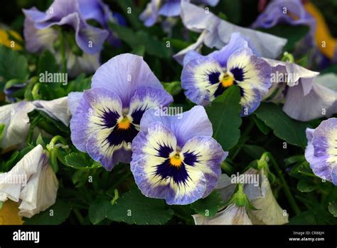 Horned Pansy Viola Cornuta Germany Europe Stock Photo Alamy