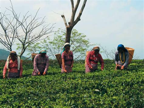 West Bengal Tea Plantations And Other Raj Era Relics The Independent