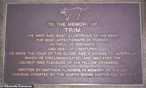 The Incredible Story Of Trim The Noble Ships Cat Who Sailed Around