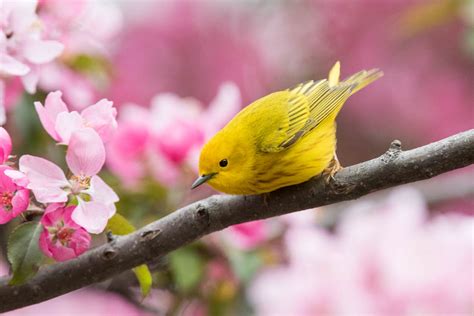 5 Spring Birds To Watch For Lyric Wild Bird Food
