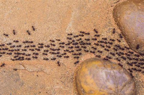 How To Control Ants In And Around Your Home Gardeners Path
