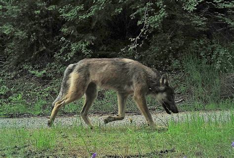 Northwest Wolves Could Lose Federal Protection Crosscut