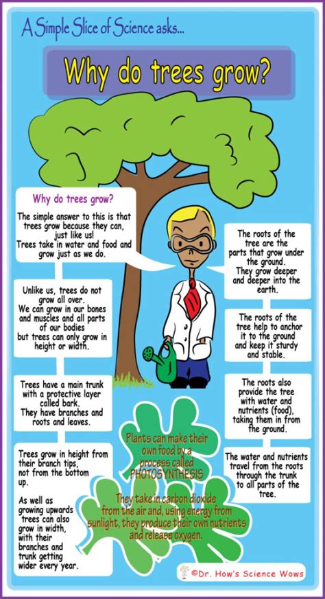 A Simple Slice Of Science Why Do Trees Grow Dr Hows Science Wows