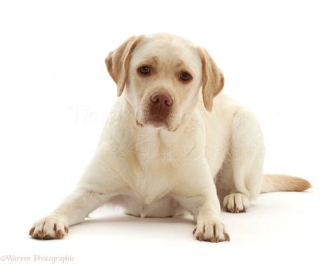 Dog Pale Yellow Labrador 3 Years Old Photo Wp50027