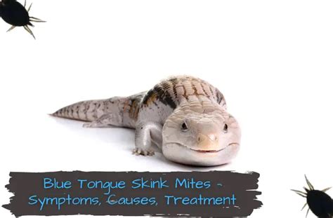 Blue Tongue Skink Mites Get Rid Of Them Once And For All Unusual