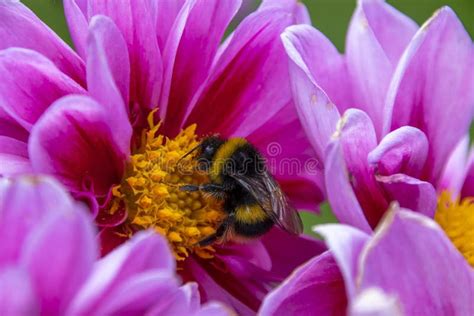 Bumble Bee Collecting Pollen From A Summer Flower Stock Image Image