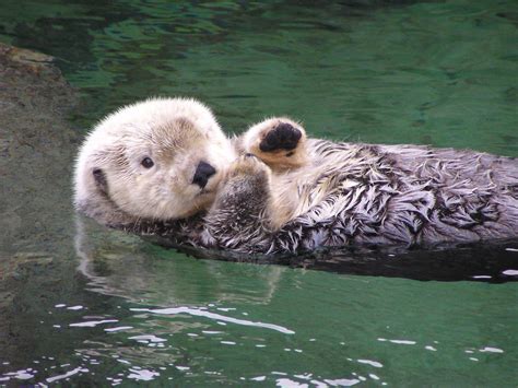 Sea Otter Vancouver Aquarium S0mebody 3lse Flickr