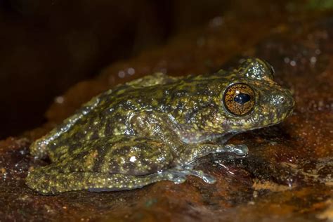 10 Extinct Or Nearly Extinct Amphibians To Know About Bring Back Bring