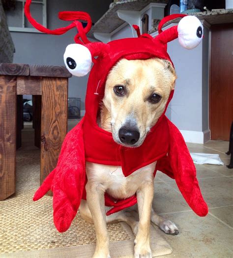 We did not find results for: Lobster Dog. Dog Halloween costume.