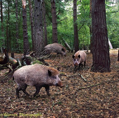 Wild Boar In Pine Forest Photo Wp00379