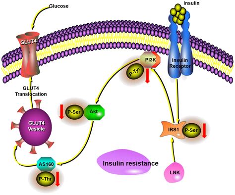 Lnk Deficiency Decreases Obesity Induced Insulin Resistance By Regulating Glut Through The Pi K
