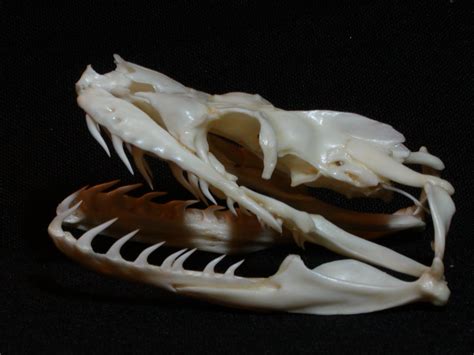 Snake Skull Esqueleto Referencia De Arte Disenos De Unas