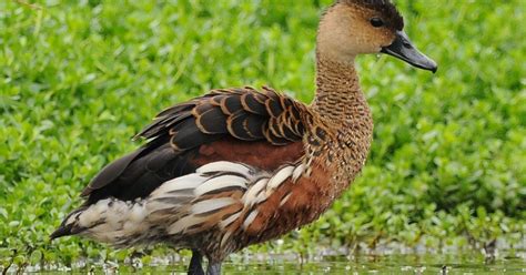 Wandering Whistling Duck Our Animals Oakvale Wildlife