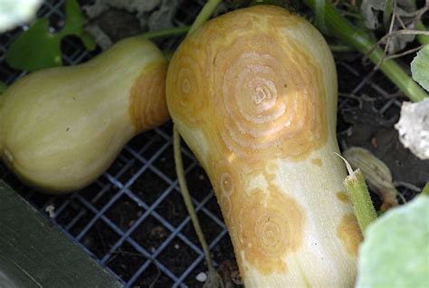 Butternut Squash Spreading Skin Blemish — Bbc Gardeners World Magazine