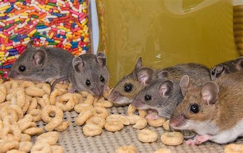 The Truth To Why You Cant Keep Mice Out Of Your New York City Home