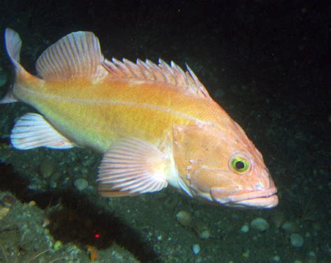 Catch Limits Increase For Key West Coast Groundfish Species