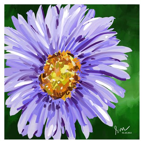 Purple Aster Flower Artrage Oil Painting Bubblews Aster Flower