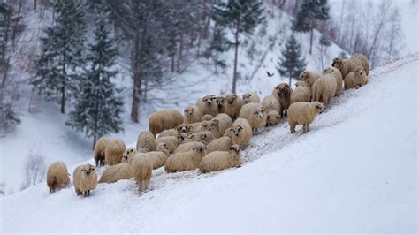 Flock Of Sheep In The Mountains During Winter Peapix
