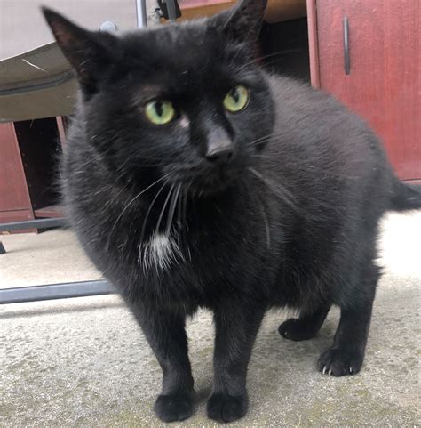 I have a black and white 5 maybe 6 month old kitten. Cats Anonymous: Lost & Found