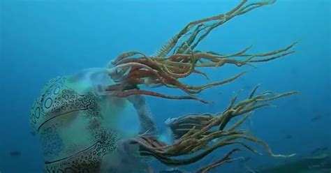 Rare Alien Looking Jellyfish Caught On Camera Watch Video Yardhype