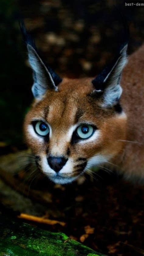 Precioso Caracal Caracal Caracal Kittens Cats And Kittens Serval