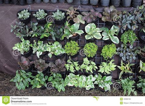 Maybe you would like to learn more about one of these? Garden Plants for Sale stock image. Image of show, plants ...