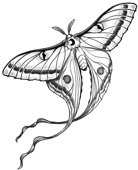 Amazing Moth Tattoos Designs With Meaning Tattoosboygirl