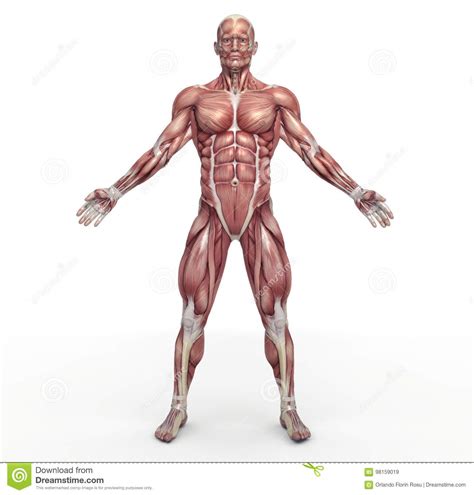 Diagram of human body free diagrams human body. Muscular Cartoons, Illustrations & Vector Stock Images ...