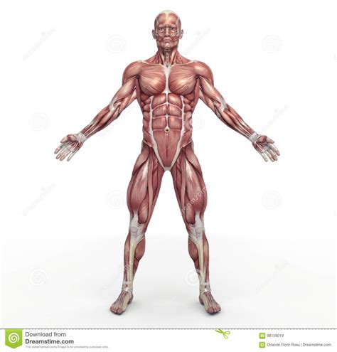 We did not find results for: Muscular Cartoons, Illustrations & Vector Stock Images ...