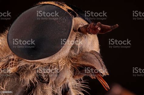 Close Up Of Horsefly Head With Huge Compound Eyes Tabanidae Stock Photo