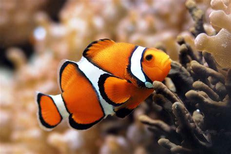 Clownfish And Nemo Fish In Habitat ~ Planetanimalzone