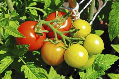 10 tips for ripening tomatoes on the vinereduce watering. What Is the Blooming Period of Cherry Tomatoes? | Home ...