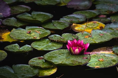 Green Lily Pads On Water Photo Free Flower Image On Unsplash