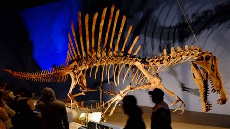 Jurassic World Spinosaurus Skeleton