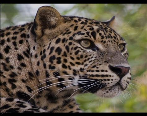 Best WallPapers: Zoo Animals Wallpapers