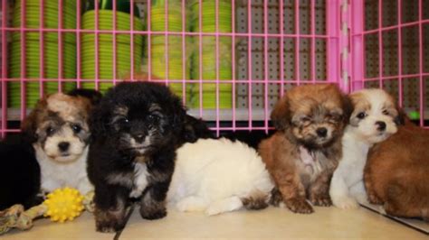 Adorable Havachon Puppies For Sale Georgia Local Breeders Near