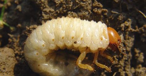Grub Worms Grubs Biological Learning Its Comprehensive Prevention