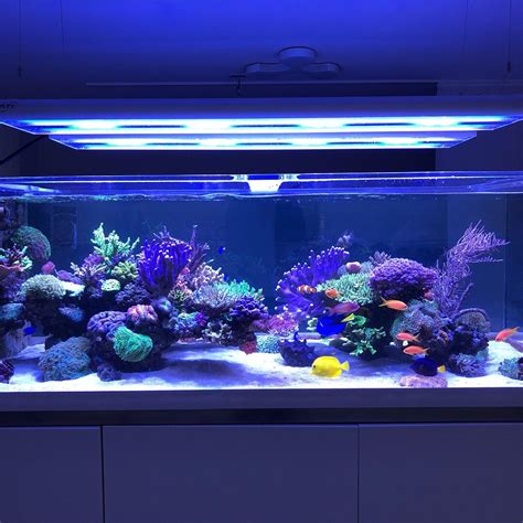 Click This Image To Show The Full Size Version Fish Aquarium
