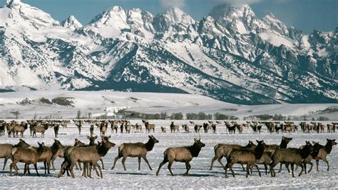 Legislator Proposes All You Can Kill Elk Permits For Ranchers Your