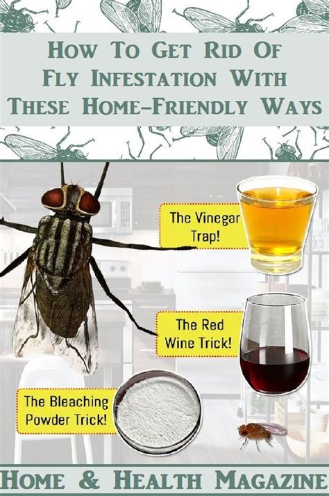 How To Get Rid Of Fly Infestation With These Home Friendly Ways Get Rid Of Flies Fly