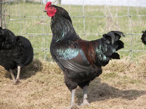 Breeding Utility Poultry Castle Farm Eggs