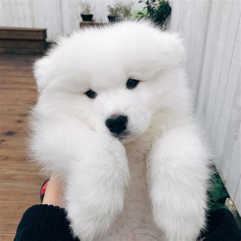 Pin By Nguyên On Ngáo Beautiful Dog Breeds Big Fluffy Dogs Samoyed Dogs