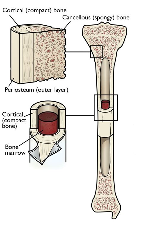 Bone Health Basics Orthoinfo Aaos