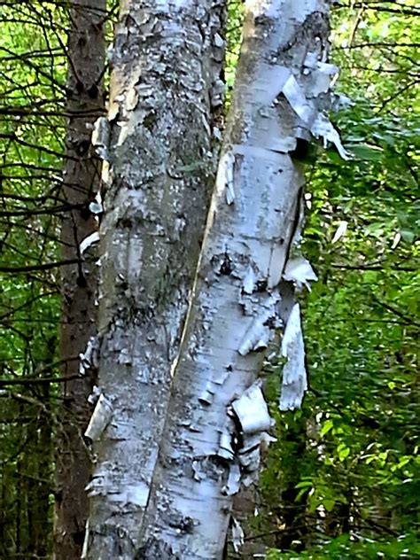 Shaggy Bark Tree In The Berkshire Mountains Of Massachusetts Stunning