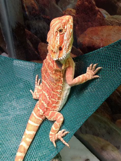 Free Images Nature Pet Orange Fauna Lizard Gecko Bearded Dragon