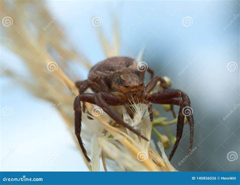 Double Banded Crab Spider Xysticus Bifasciatus On Straw Stock Photo