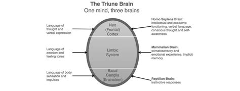 The ‘triune Brain Theory By Neuroscientist Paul Maclean — An