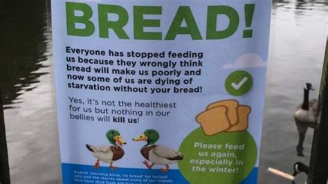 Can Ducks Eat Bread Yes But Only In Moderation Say The Rspb