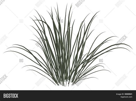 Dead Grass Image And Photo Free Trial Bigstock
